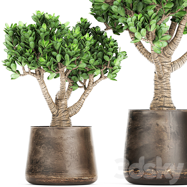 Collection of plants in metal pots with flower Crassula. Set 930. 3d