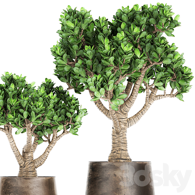 Collection of plants in metal pots with flower Crassula. Set 930. 3dsky