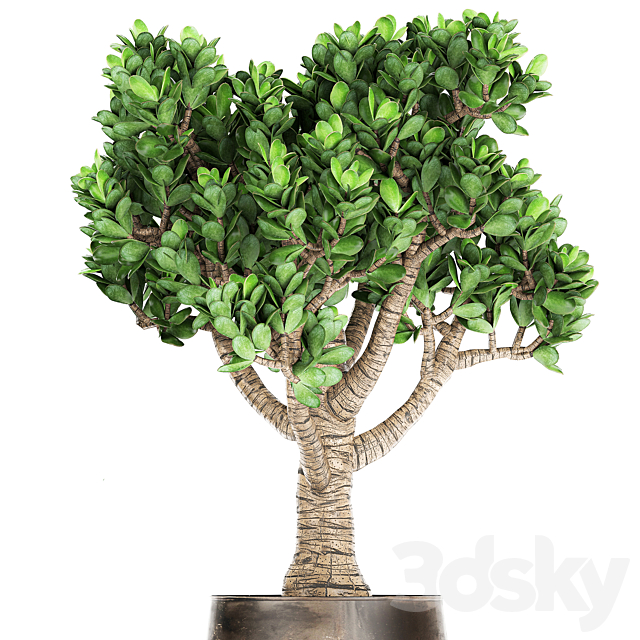 Collection of plants in metal pots with flower Crassula. Set 930. 3dskyfree