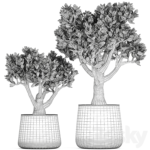 Collection of plants in metal pots with flower Crassula. Set 930. 3d Download