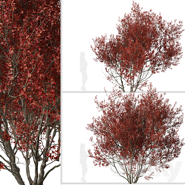 3dsky Free Download
