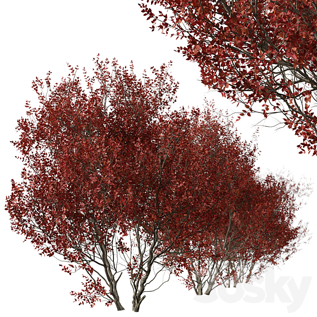 3dsky