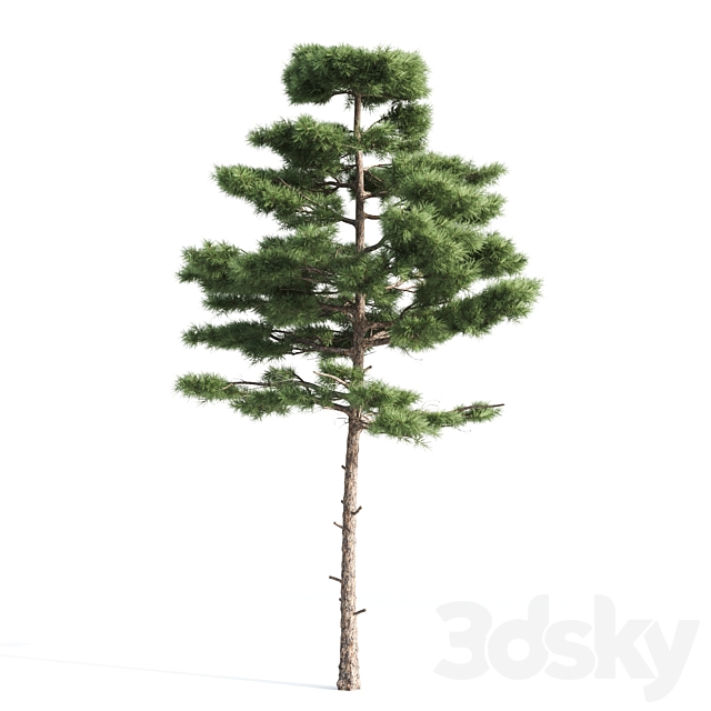 3d
