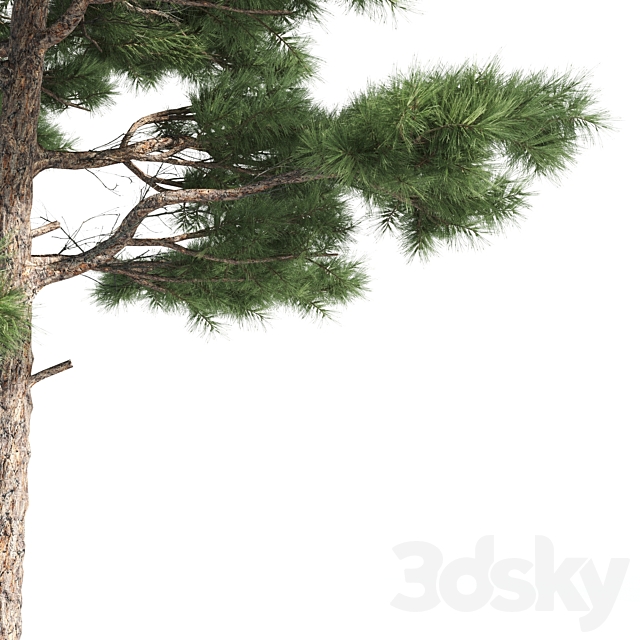 3dsky