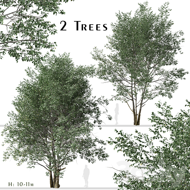 Set of Downy Birch Trees (Betula pubescens) (2 Trees) 3DSMax File - thumbnail 1