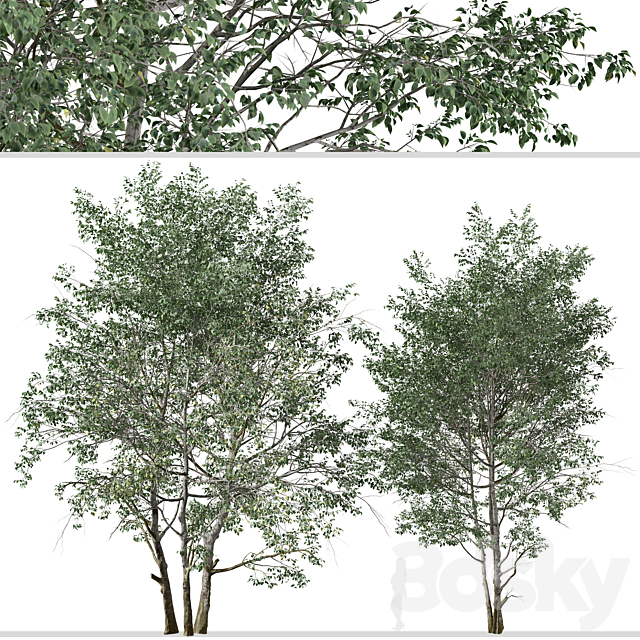 Set of Downy Birch Trees (Betula pubescens) (2 Trees) 3DSMax File - thumbnail 3