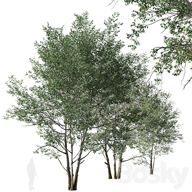Set of Downy Birch Trees (Betula pubescens) (2 Trees) 3DSMax File - thumbnail 4