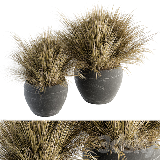 Outdoor Plant Set 204 – Dried Grass in Pot 3DSMax File - thumbnail 1
