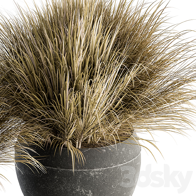Outdoor Plant Set 204 – Dried Grass in Pot 3DSMax File - thumbnail 2