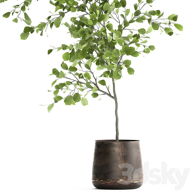 Decorative small Linden tree. Hazel in a rusty metal pot. Set 953. 3DSMax File - thumbnail 4