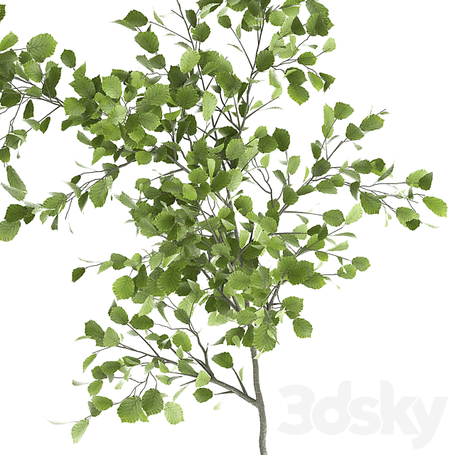 Decorative small Linden tree. Hazel in a rusty metal pot. Set 953. 3DSMax File - thumbnail 5