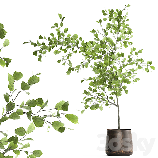 Decorative small Linden tree. Hazel in a rusty metal pot. Set 953. 3DSMax File - thumbnail 1