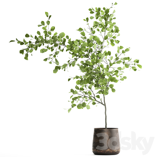 Decorative small Linden tree. Hazel in a rusty metal pot. Set 953. 3DSMax File - thumbnail 6