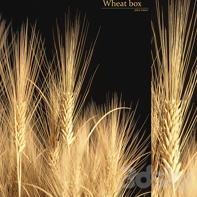 Wheat Box 3DSMax File - thumbnail 2