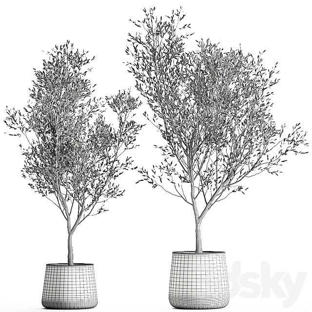 3D Model