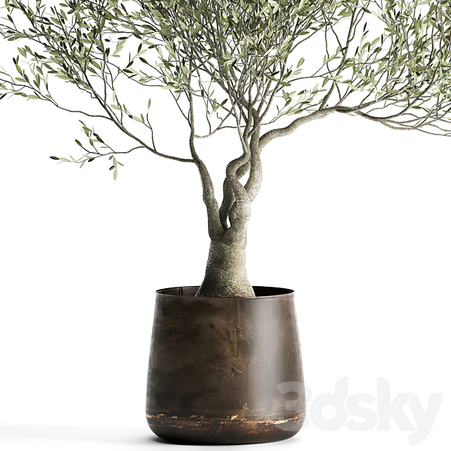 A small olive tree in a rusty metal pot and flowerpot.  969. 3DSMax File - thumbnail 3