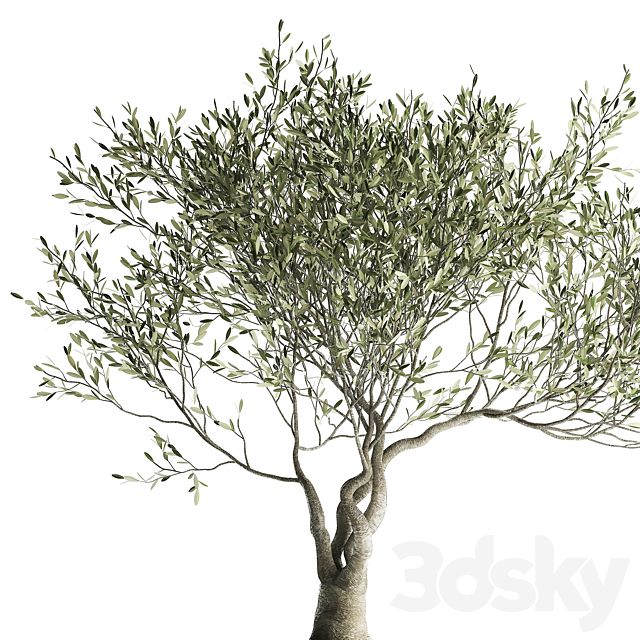 A small olive tree in a rusty metal pot and flowerpot.  969. 3DSMax File - thumbnail 4