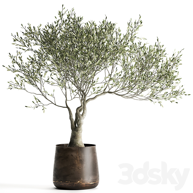 A small olive tree in a rusty metal pot and flowerpot.  969. 3DSMax File - thumbnail 1