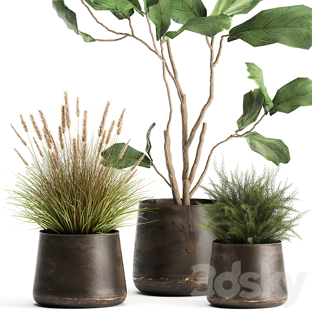 A collection of potted plants with a small Ficus lyrata tree with large leaves. Set 971. 3DSMax File - thumbnail 2