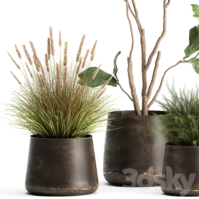 A collection of potted plants with a small Ficus lyrata tree with large leaves. Set 971. 3DSMax File - thumbnail 5
