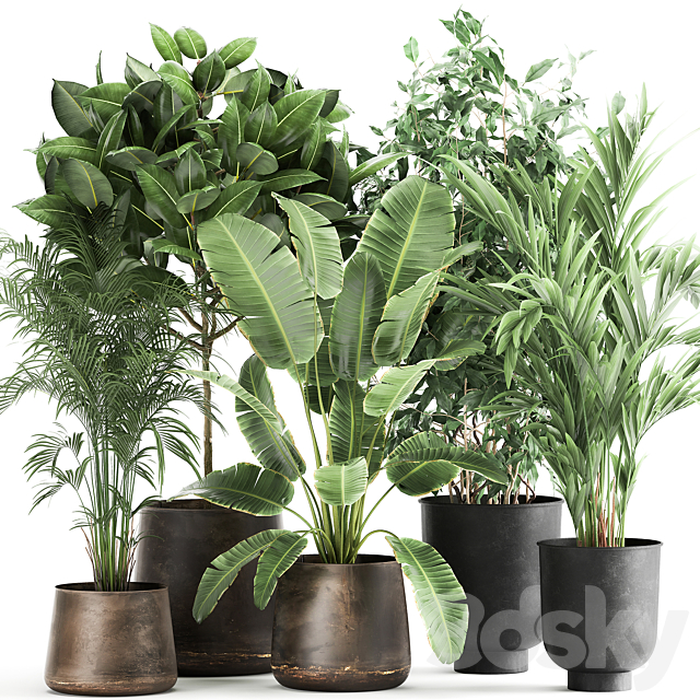 Collection of plants in metal pots and vases Strelitzia. Ravenala. Banana palm. hovea. ficus. tree Set 978. 3DSMax File - thumbnail 1