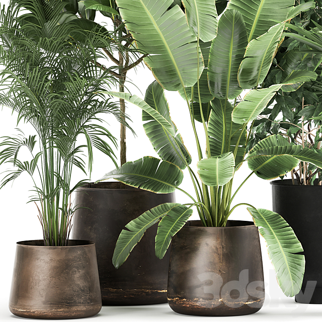 Collection of plants in metal pots and vases Strelitzia. Ravenala. Banana palm. hovea. ficus. tree Set 978. 3DSMax File - thumbnail 2