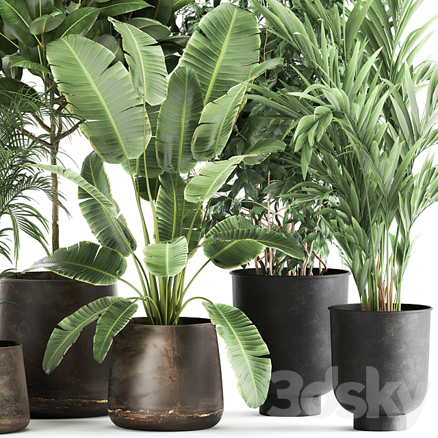 Collection of plants in metal pots and vases Strelitzia. Ravenala. Banana palm. hovea. ficus. tree Set 978. 3DSMax File - thumbnail 3