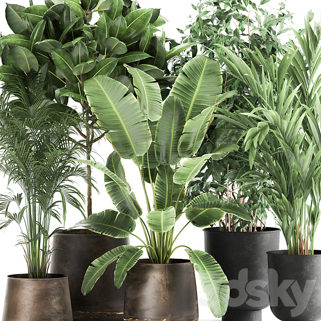 Collection of plants in metal pots and vases Strelitzia. Ravenala. Banana palm. hovea. ficus. tree Set 978. 3DSMax File - thumbnail 4