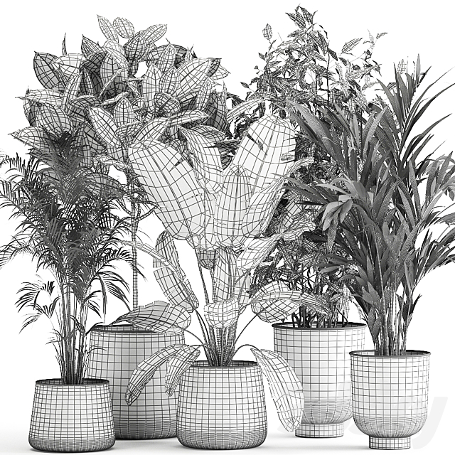 Collection of plants in metal pots and vases Strelitzia. Ravenala. Banana palm. hovea. ficus. tree Set 978. 3DSMax File - thumbnail 5