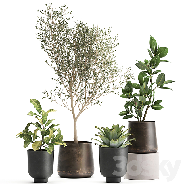 A collection of plants in rusty metal pots with a small olive tree. ficus. croton. Set 982. 3DSMax File - thumbnail 1