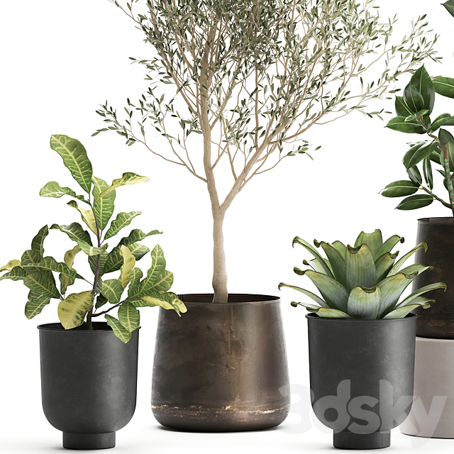 A collection of plants in rusty metal pots with a small olive tree. ficus. croton. Set 982. 3DSMax File - thumbnail 2
