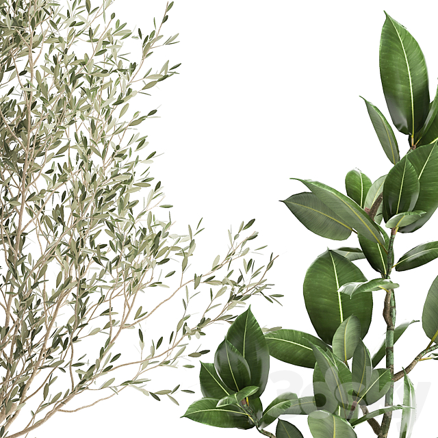 A collection of plants in rusty metal pots with a small olive tree. ficus. croton. Set 982. 3DSMax File - thumbnail 3