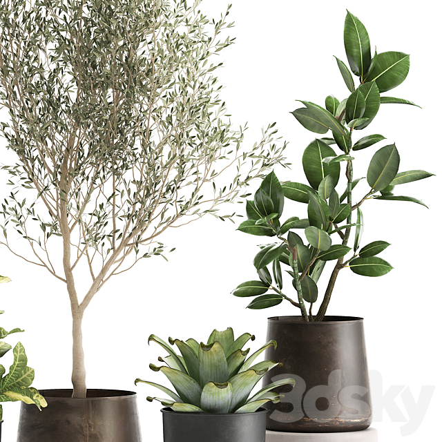 A collection of plants in rusty metal pots with a small olive tree. ficus. croton. Set 982. 3DSMax File - thumbnail 4