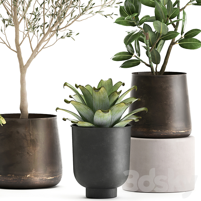 A collection of plants in rusty metal pots with a small olive tree. ficus. croton. Set 982. 3DSMax File - thumbnail 5