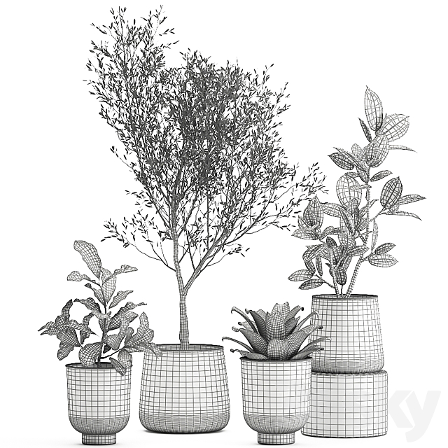 A collection of plants in rusty metal pots with a small olive tree. ficus. croton. Set 982. 3DSMax File - thumbnail 6