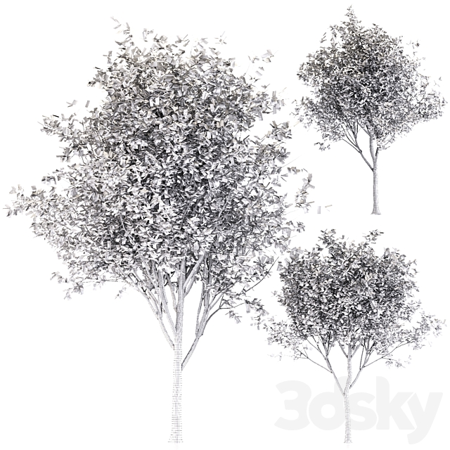 3dsky