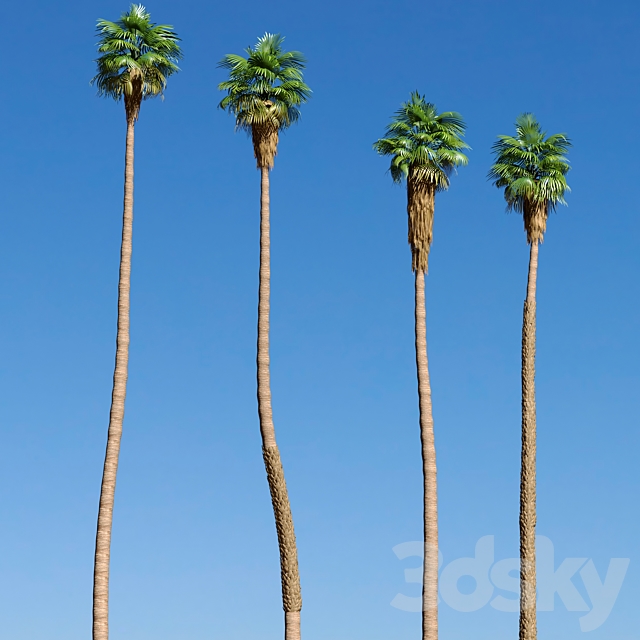 Set of California fan palm trees (Washingtonia palms) 3DSMax File - thumbnail 2
