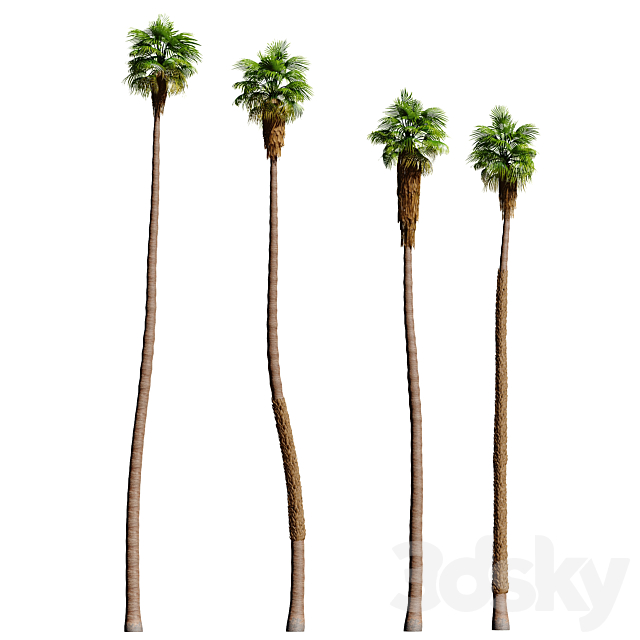 Set of California fan palm trees (Washingtonia palms) 3DSMax File - thumbnail 3