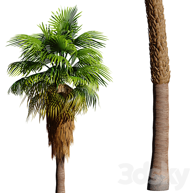 Set of California fan palm trees (Washingtonia palms) 3DSMax File - thumbnail 4