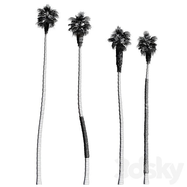Set of California fan palm trees (Washingtonia palms) 3DSMax File - thumbnail 5