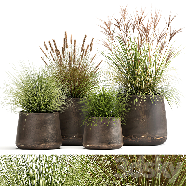 Collection of plants and bushes in rusty metal pots Reeds. grass. weinik. Set 988. 3DSMax File - thumbnail 1