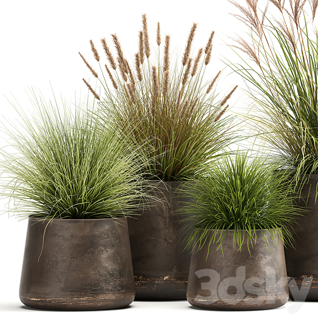 Collection of plants and bushes in rusty metal pots Reeds. grass. weinik. Set 988. 3DSMax File - thumbnail 2