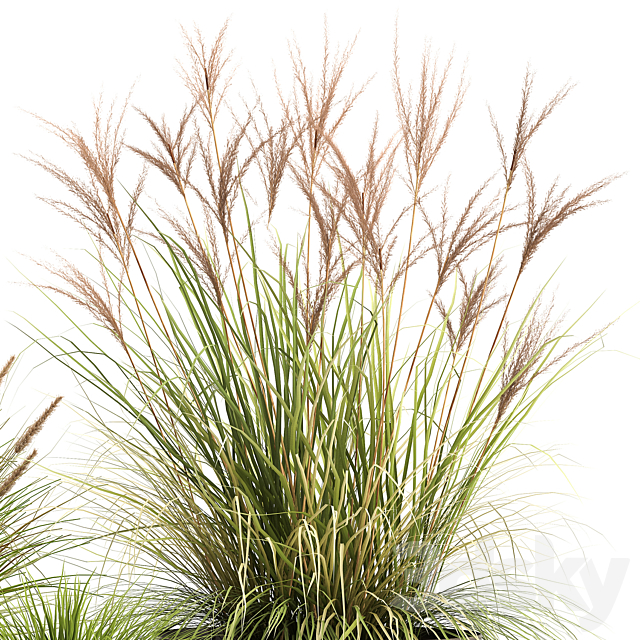 Collection of plants and bushes in rusty metal pots Reeds. grass. weinik. Set 988. 3DSMax File - thumbnail 5