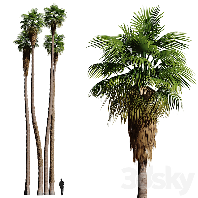 Set of California fan palm trees (Washingtonia palms) 3DSMax File - thumbnail 1