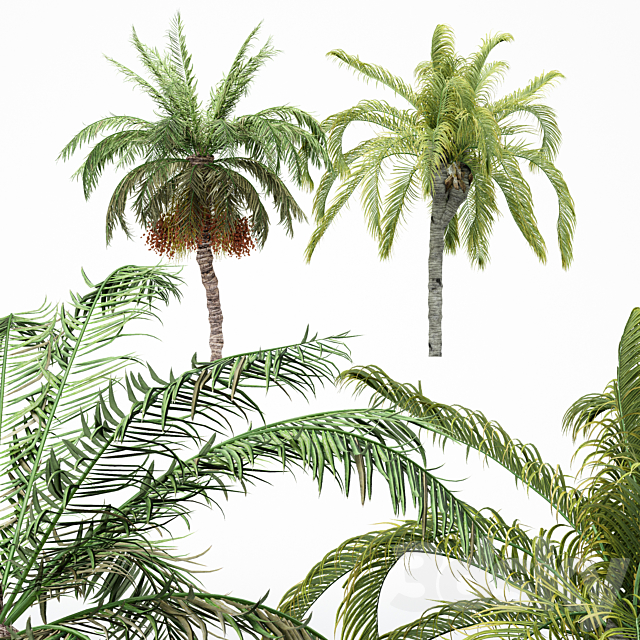 5diffrent tree-Date Palm-Queen Palm 3d