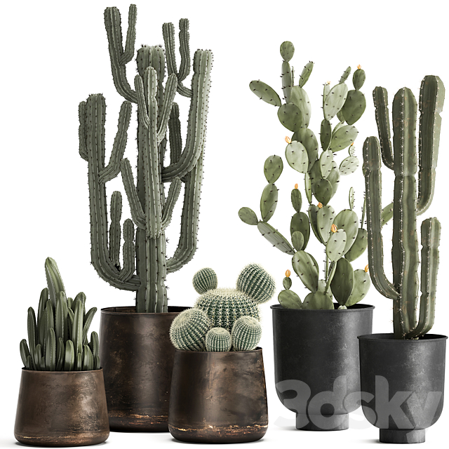 Collection of Cacti plants in metal rusty pots of Prickly pear. Carnegie. round cactus. Set 992. 3DSMax File - thumbnail 1