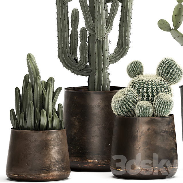 Collection of Cacti plants in metal rusty pots of Prickly pear. Carnegie. round cactus. Set 992. 3DSMax File - thumbnail 2