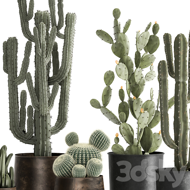Collection of Cacti plants in metal rusty pots of Prickly pear. Carnegie. round cactus. Set 992. 3DSMax File - thumbnail 3