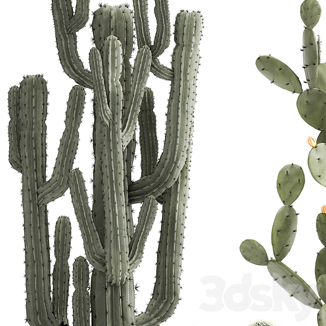 Collection of Cacti plants in metal rusty pots of Prickly pear. Carnegie. round cactus. Set 992. 3DSMax File - thumbnail 4