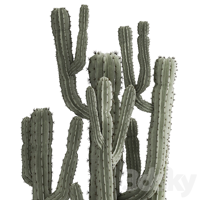 Collection of Cacti plants in metal rusty pots of Prickly pear. Carnegie. round cactus. Set 992. 3DSMax File - thumbnail 5